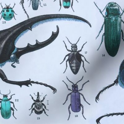 Beetles Insect Taxonomy Print Engraving Bug