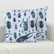 Beetles Insect Taxonomy Print Engraving Bug