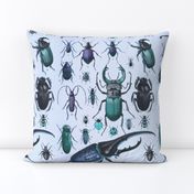 Beetles Insect Taxonomy Print Engraving Bug