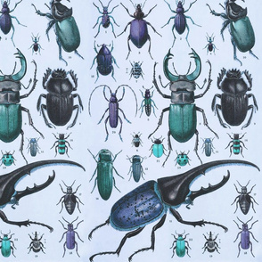 Beetles Insect Taxonomy Print Engraving Bug