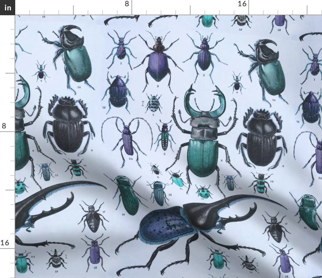 Beetles Insect Taxonomy Print Engraving Bug