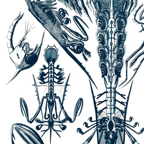 Crab Crustaceans Lobster Ernst Haeckel Crayfis.