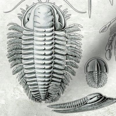 Horseshoe Crab Mollusks Ernst Haeckel Mollusk