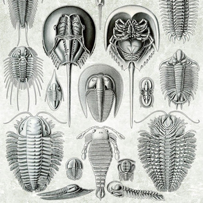 Horseshoe Crab Mollusks Ernst Haeckel Mollusk