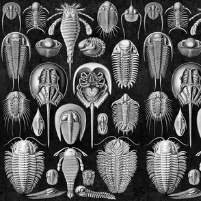 Horseshoe Crab Mollusks Ernst Haeckel Mollusk