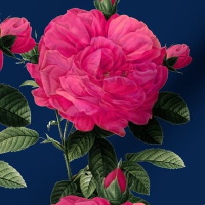 Redoute' Roses ~ Hot Pink on Dover