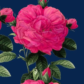 Redoute' Roses ~ Hot Pink on Dover