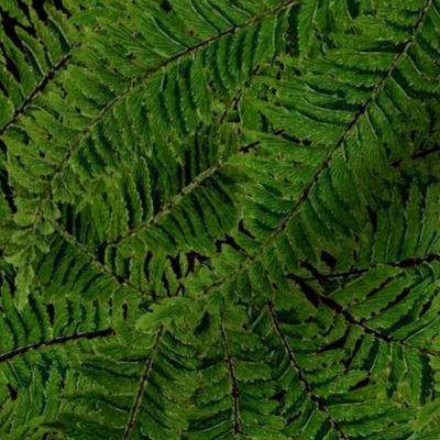 Tropical Fern ~ Black