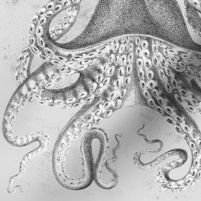 Octopus Vintage Scientific Illustration-Ernst Haeckel Style 