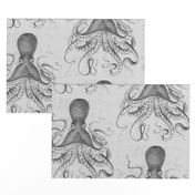 Octopus Vintage Scientific Illustration-Ernst Haeckel Style 