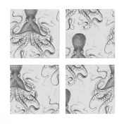 Octopus Vintage Scientific Illustration-Ernst Haeckel Style 