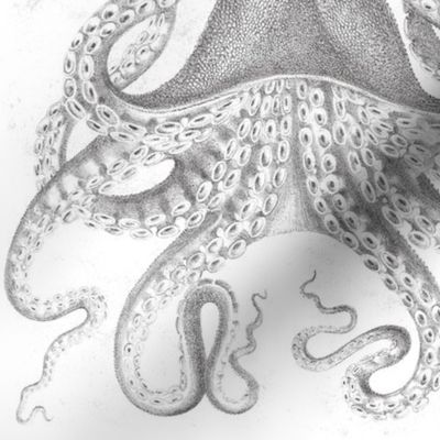 Octopus Vintage Scientific Illustration-Ernst Haeckel Style 