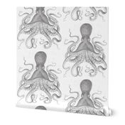 Octopus Vintage Scientific Illustration-Ernst Haeckel Style 