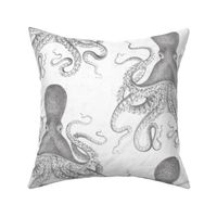 Octopus Vintage Scientific Illustration-Ernst Haeckel Style 