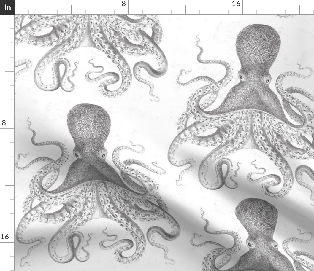 Octopus Vintage Scientific Illustration-Ernst Haeckel Style 