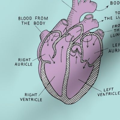 anatomical hearts in teal