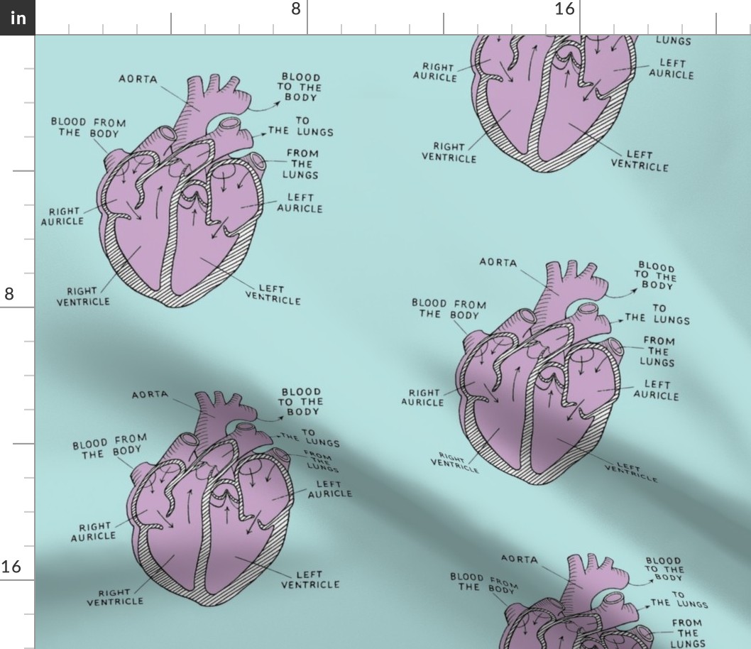 anatomical hearts in teal