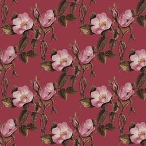 Charlotte Bronte's Wild Roses on Fuchsia 