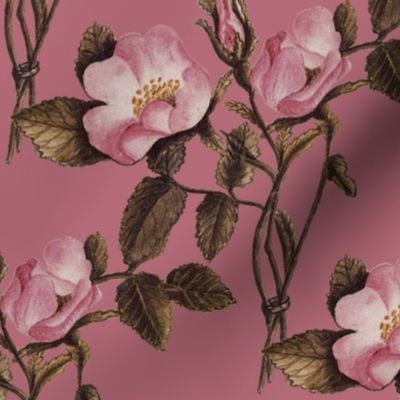 Charlotte Bronte's Wild Roses on Rose