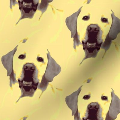 Labrador Retriever yellow