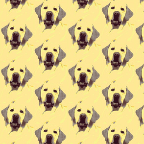 Labrador Retriever yellow