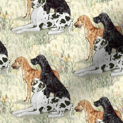 Harlequin Black and Brindle Great Danes in Wildflowers