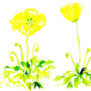 Yellow Poppies by Liz H Lovell