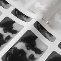 Bandit border collie framed fabric