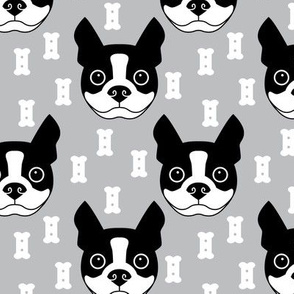 boston-terrier-and-dog-biscuits-on-grey-background