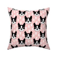 boston-terrier-and-dog-biscuits-on-pink-background