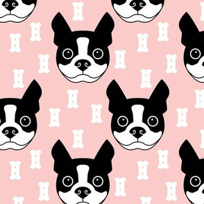 boston-terrier-and-dog-biscuits-on-pink-background