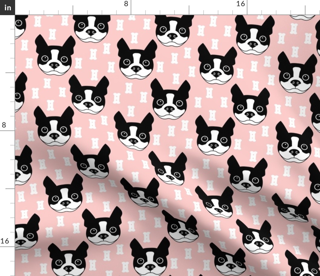 boston-terrier-and-dog-biscuits-on-pink-background