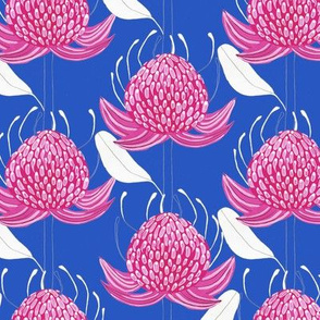 Waratah Blue