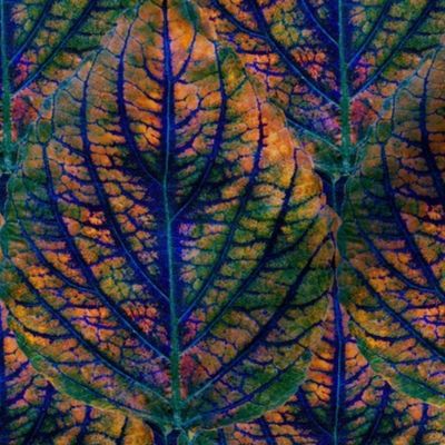 Coleus Leaf 1