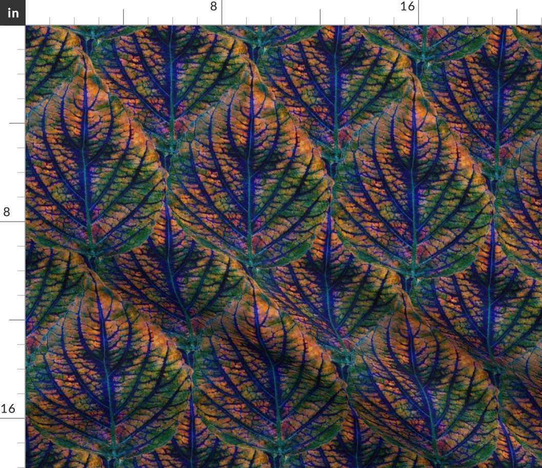 Coleus Leaf 1