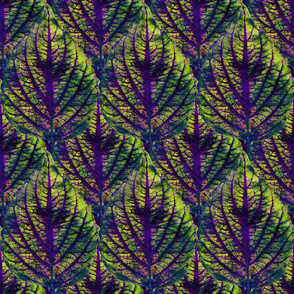 Coleus Leaf 2