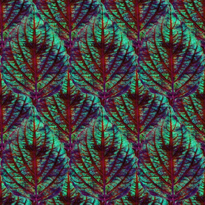 Coleus Leaf 4