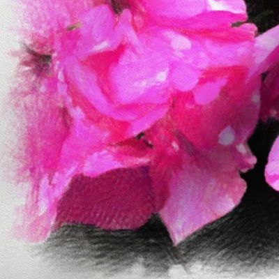 Floral Pink Begonia 
