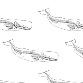 Sperm Whale Skeleton