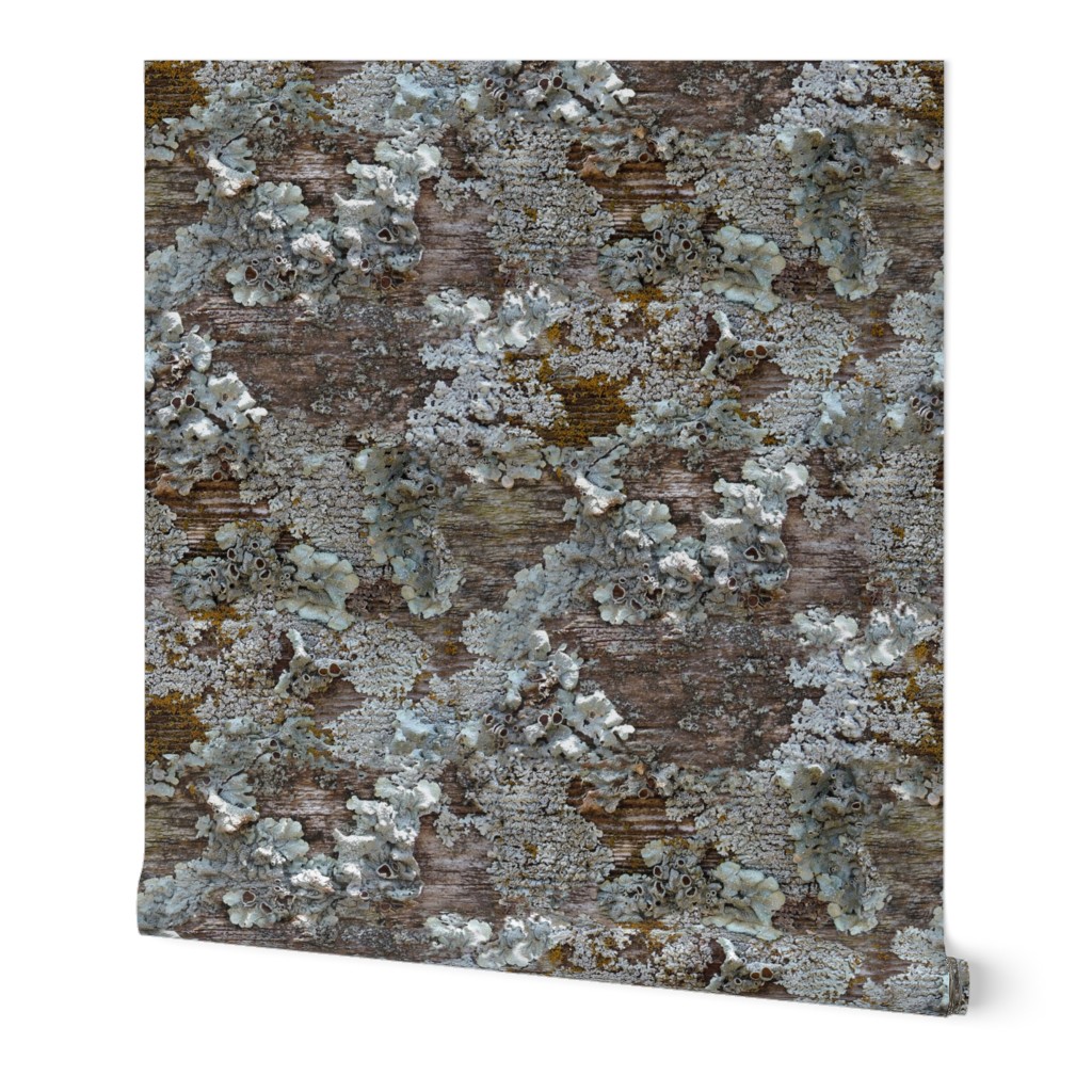 Lichen on Weathered Wood