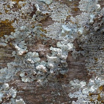 Lichen on Weathered Wood