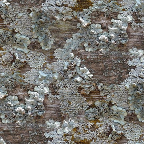 Lichen on Weathered Wood