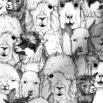 just alpacas black white