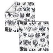 Poultry Envy White Black Toile 