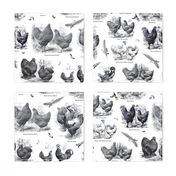 Poultry Envy White Black Toile 