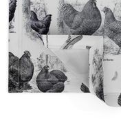 Poultry Envy White Black Toile 