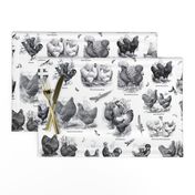 Poultry Envy White Black Toile 