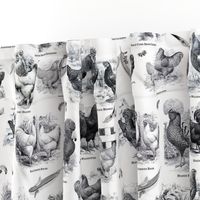 Poultry Envy White Black Toile 