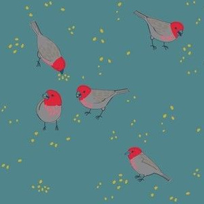 charm of finches 1