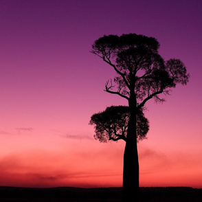 Bottle Tree in Smoky Sunset